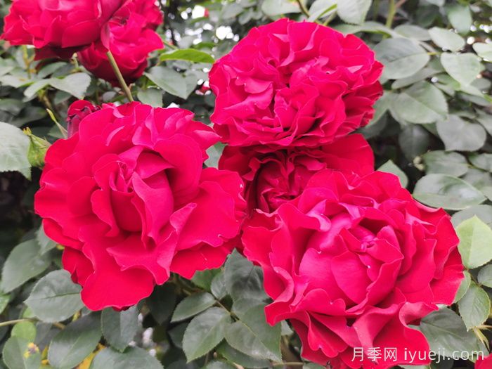 月季网2026年十大热门藤本月季品种(图5)