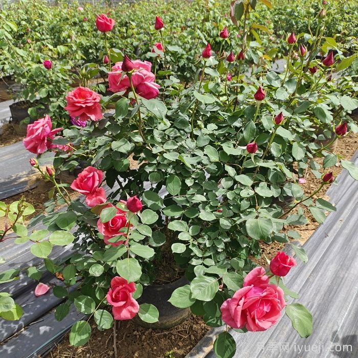 月季在开封的应用和优势(图1)