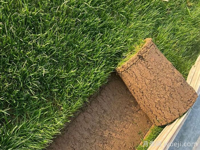 常见草坪种类分类、品种特性及应用(图2)