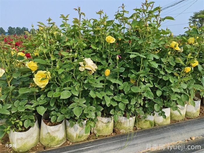 月季花黄叶怎么办？注意4个细节，叶子绿又亮(图2)