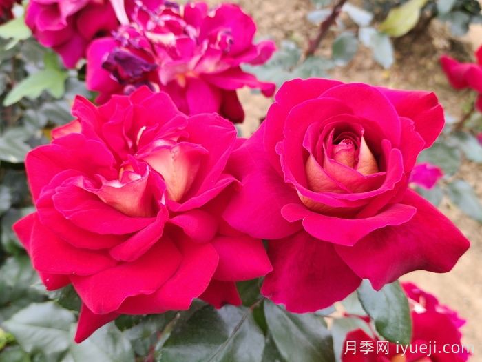 开花时间最长的8种花卉，你知道几种？(图2)