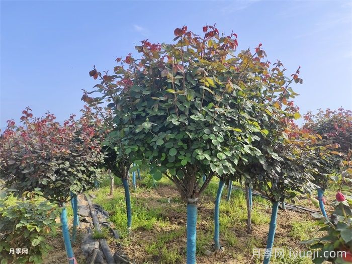 园林植物栽植季节简介(图1)