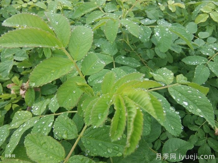 要不要给植物叶片喷水？(图1)