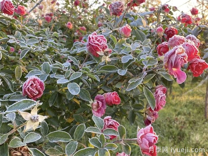 适合北方冬季花境营造的草本植物(图1)