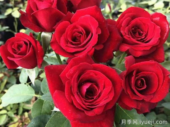 卡罗拉是玫瑰还是月季？(图1)