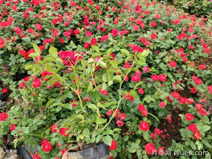 南阳秋期月季种植及养护手册(图2)