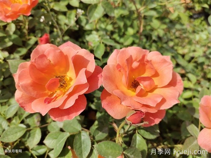 哪些月季品种适合用来做盆栽月季？(图3)