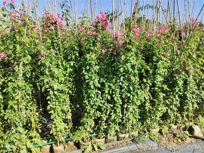 藤本月季秋季可以做牵引吗？(图2)