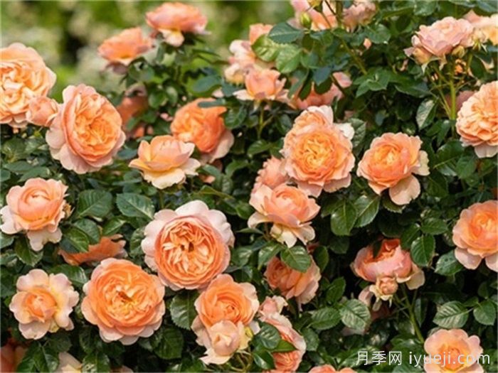 阳台养殖月季，必看十大阳台月季品种排名(图5)