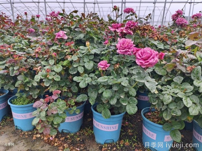 一个冬天小苗变大苗？月季小苗到货后应该做什么？(图1)