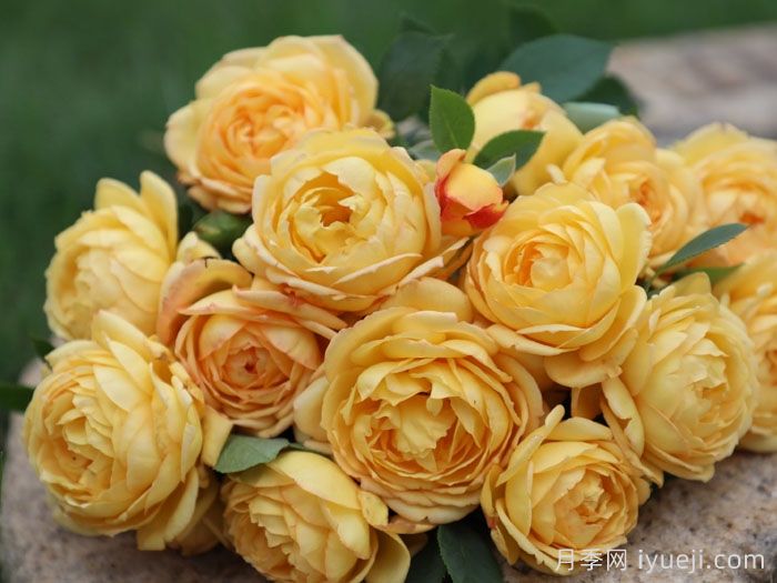 天狼月季的优秀芽变品种大盘点(图1)