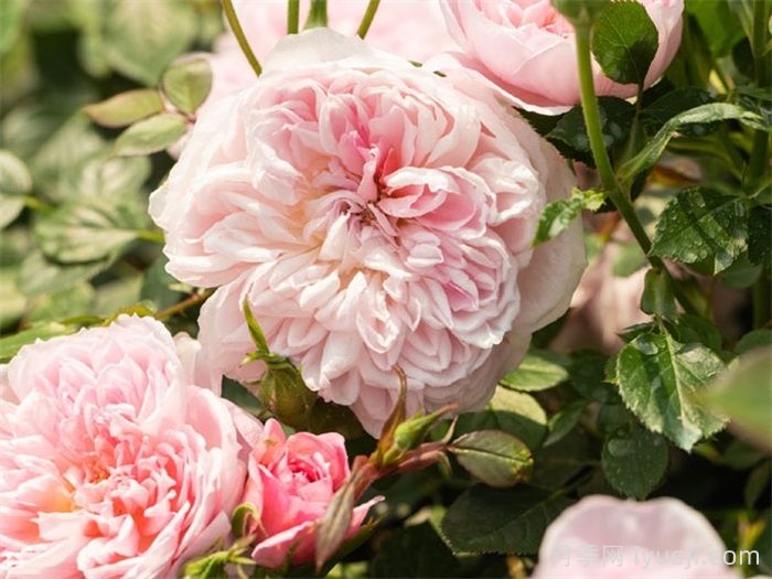 天狼月季的优秀芽变品种大盘点(图3)