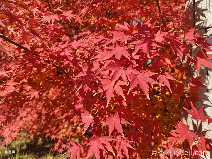 三角枫、五角枫、元宝枫、鸡爪槭…到底怎么辨别？(图5)