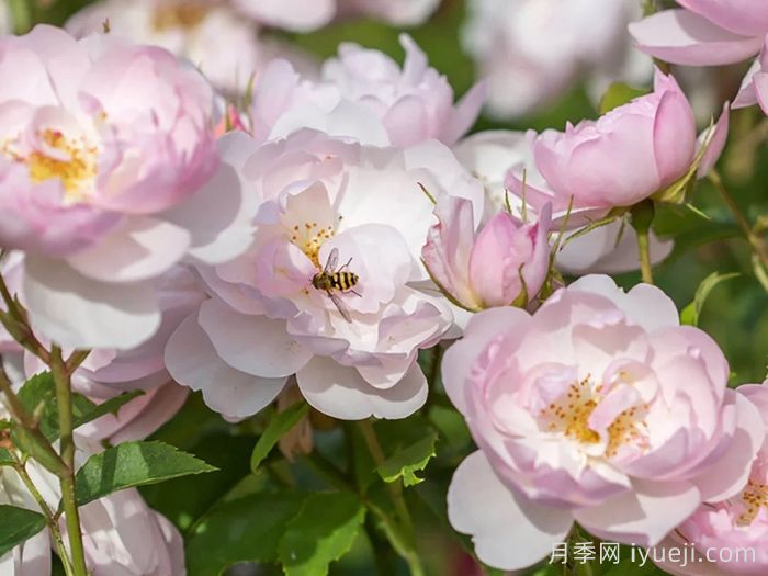 推荐9个好看好养的单瓣半重瓣月季品种(图3)