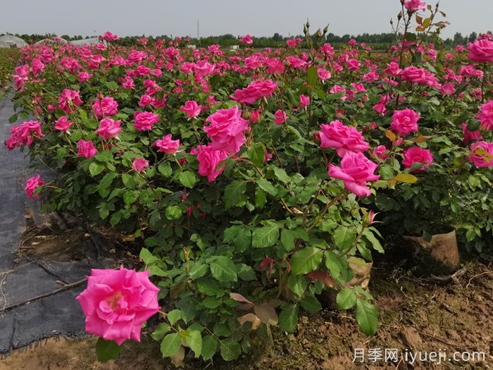 园林养护全攻略，从基础操作到工具使用标准(图1)