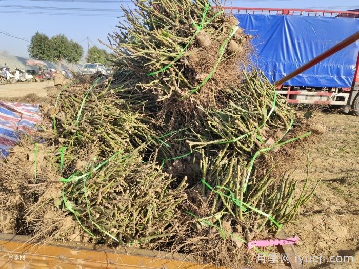 为什么南阳月季老根裸根苗便宜？(图2)