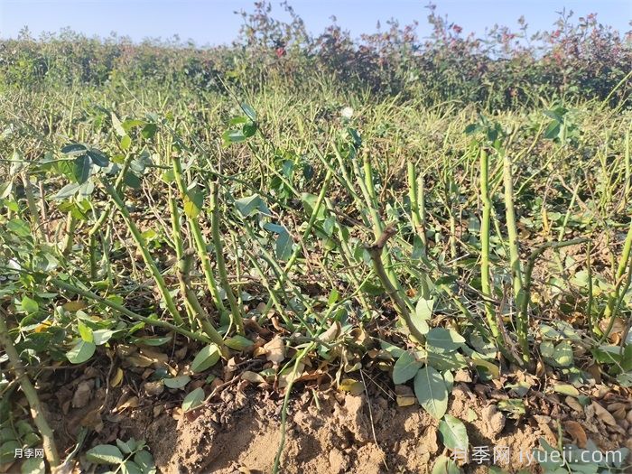 月季裸根苗什么时候移栽合适？南阳月季告诉你(图2)