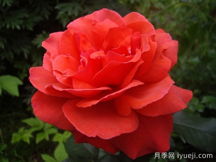 月季名人殿堂：世界上最受欢迎的19款月季品种(图3)