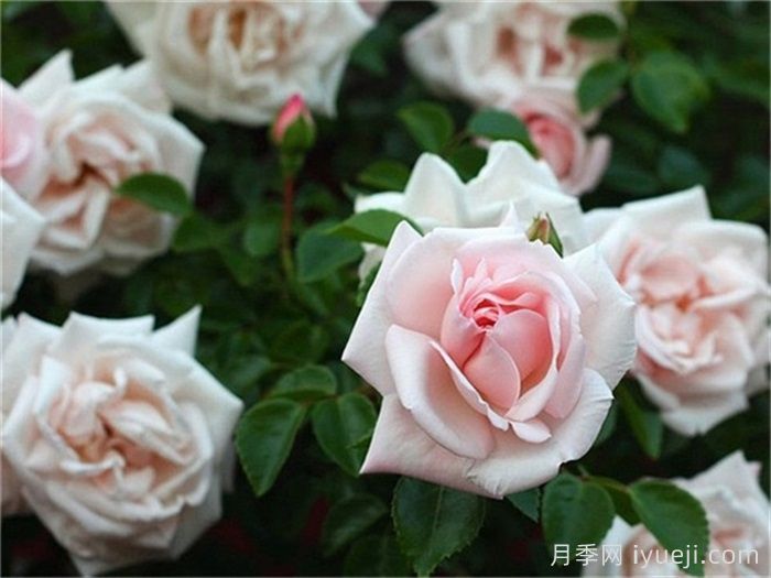 月季名人殿堂：世界上最受欢迎的19款月季品种(图9)