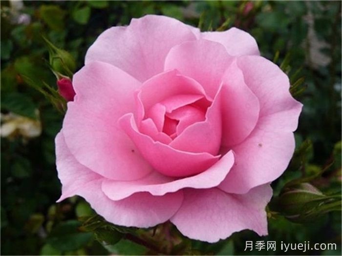 月季名人殿堂：世界上最受欢迎的19款月季品种(图11)