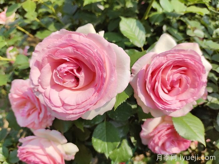月季名人殿堂：世界上最受欢迎的19款月季品种(图12)