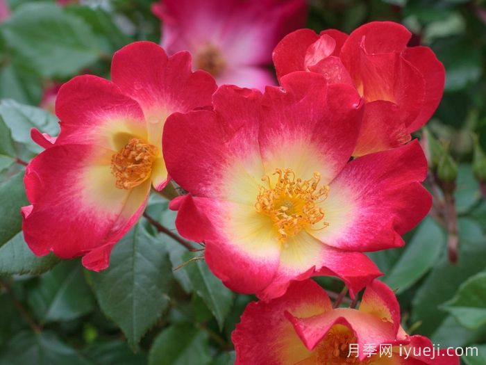 月季名人殿堂：世界上最受欢迎的19款月季品种(图16)
