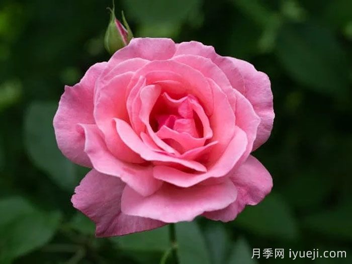 月季界顶级评选3年一评，19种殿堂级世界最受欢迎月季(图2)