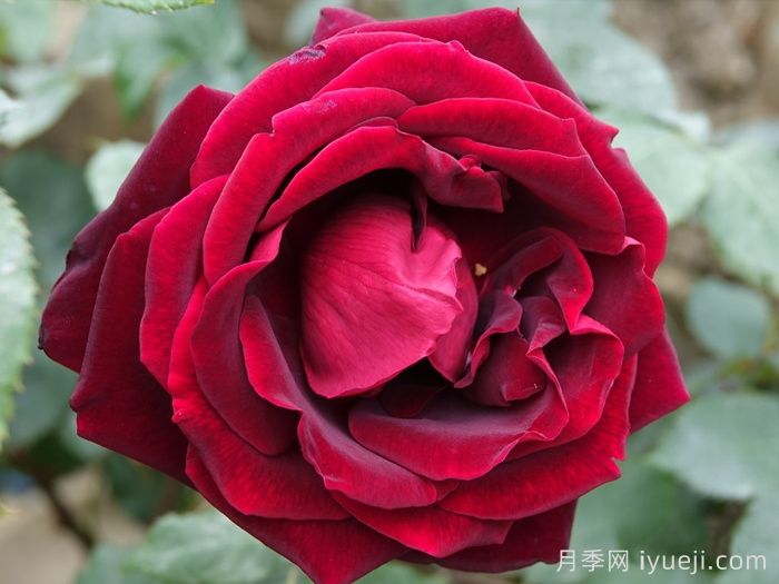 月季界顶级评选3年一评，19种殿堂级世界最受欢迎月季(图4)