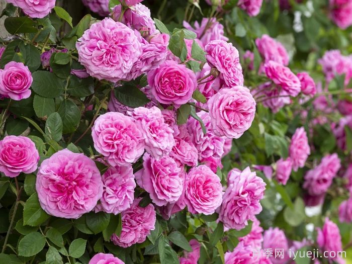 月季界顶级评选3年一评，19种殿堂级世界最受欢迎月季(图9)