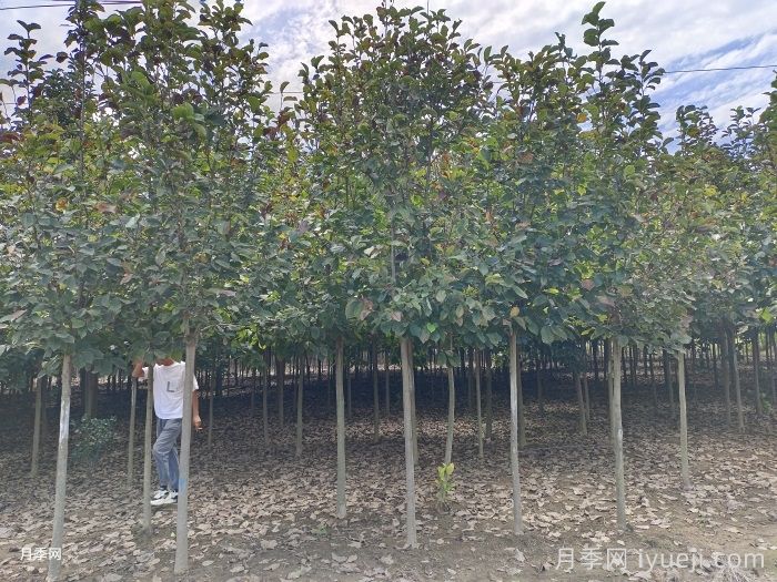 绿化苗木如何分级，什么样的乔木比较受工程欢迎？(图1)