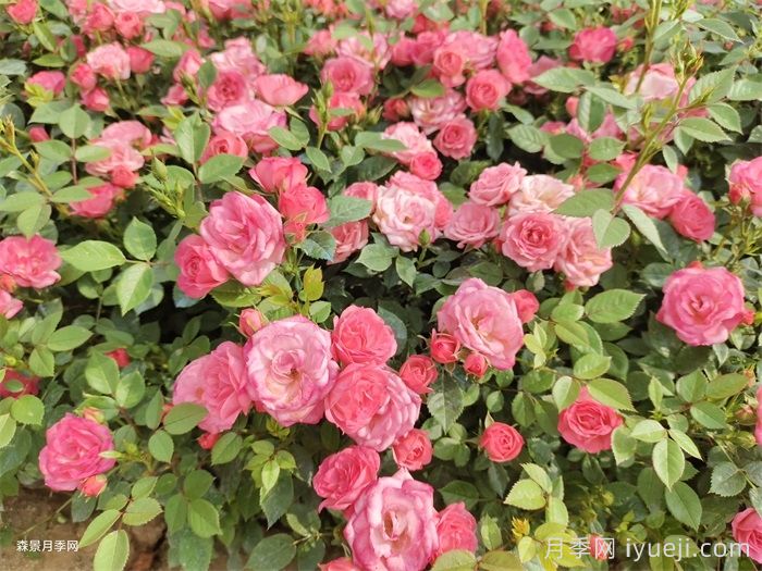 花卉养护必看8点原则(图1)