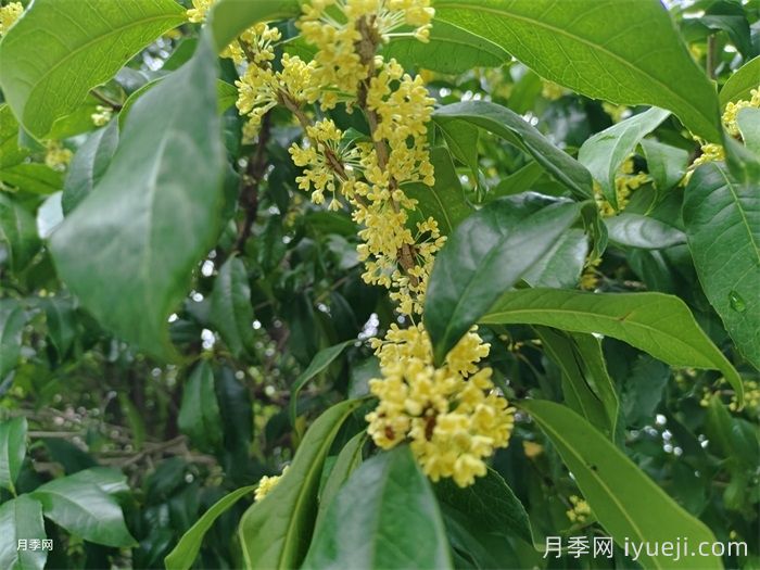 适合在农村种植的苗木树种(图1)