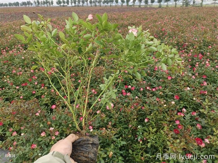 月季保护技巧和常识(图1)