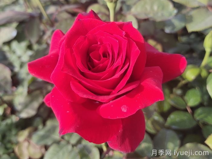 月季的功效与作用(图1)