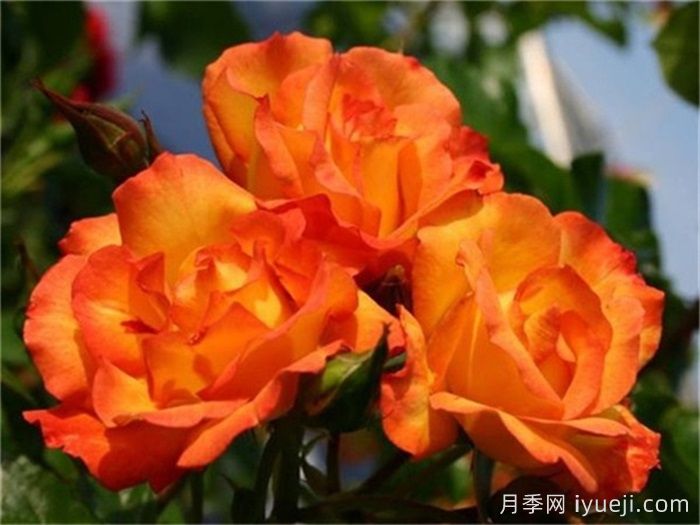 藤本月季哪些品种好？推荐5个(图3)