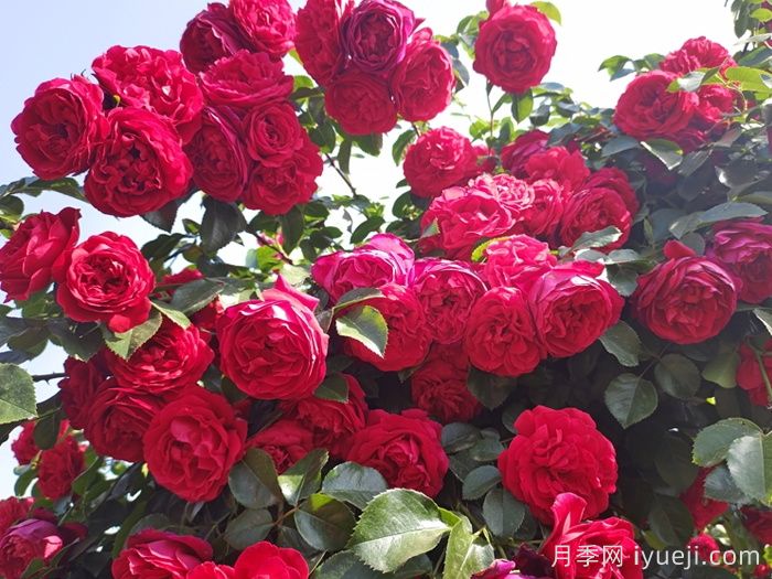 藤本月季哪些品种好？推荐5个(图4)