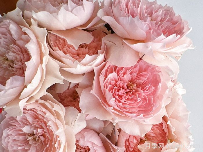 家书月季/翻译家月季(图1)