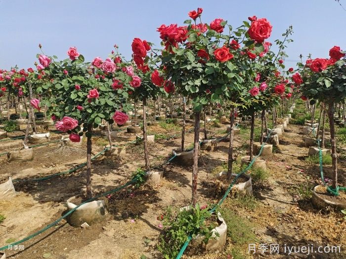 月季复壮很简单，做好3件事新枝粗壮开花多(图3)