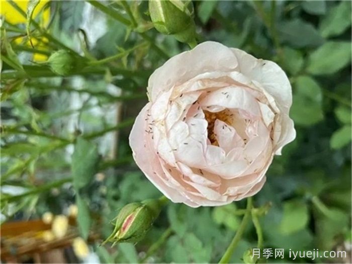 10种月季常见病虫害识别及用药(图2)