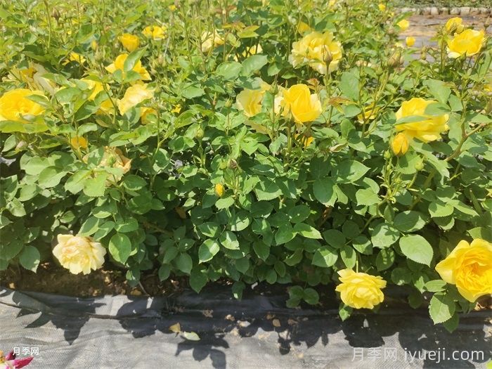 初春月季怎么才能爆盆？(图1)