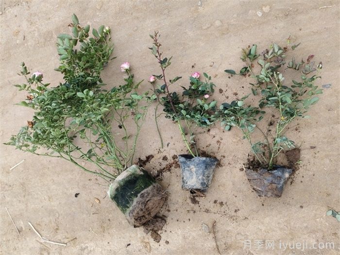 刚买的月季小苗、弱苗怎么养护？(图1)