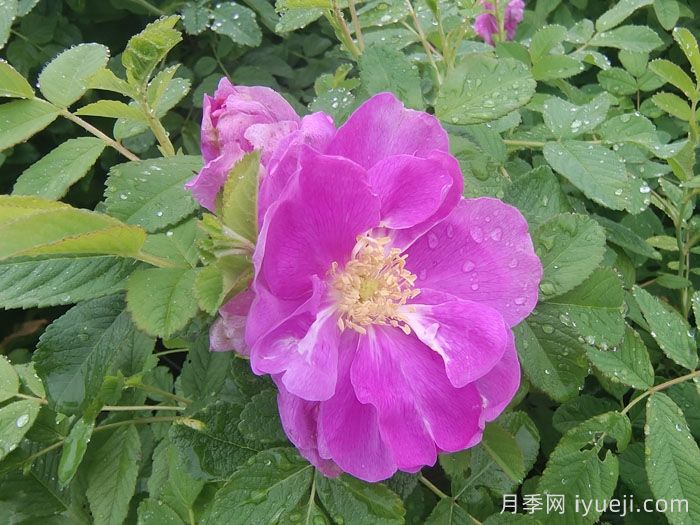 月季网教你区分月季、玫瑰和蔷薇的细微差别(图2)