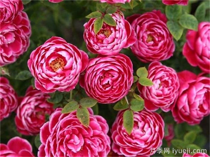 推荐8种灌木月季品种，经典惊艳花量丰富(图8)