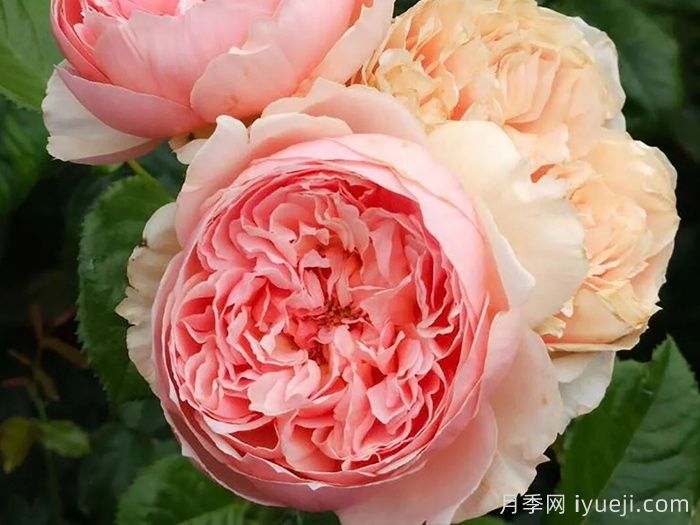 月季网：十大橙色月季品种推荐(图4)