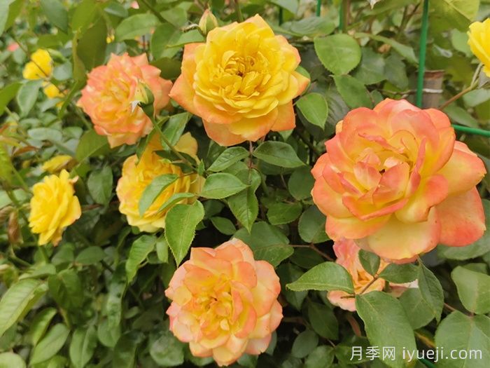 月季网：十大橙色月季品种推荐(图8)