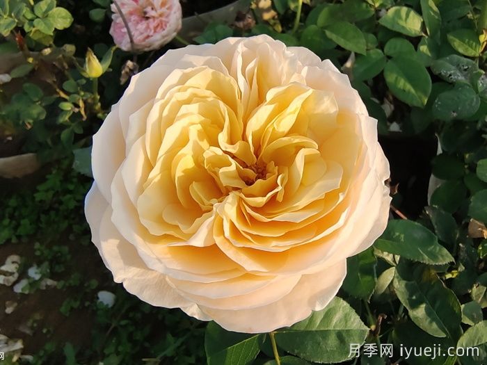 月季花养哪个品种比较好？花友高标准推荐11个(图2)