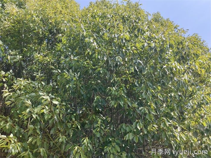 植物科普：香樟树(图1)