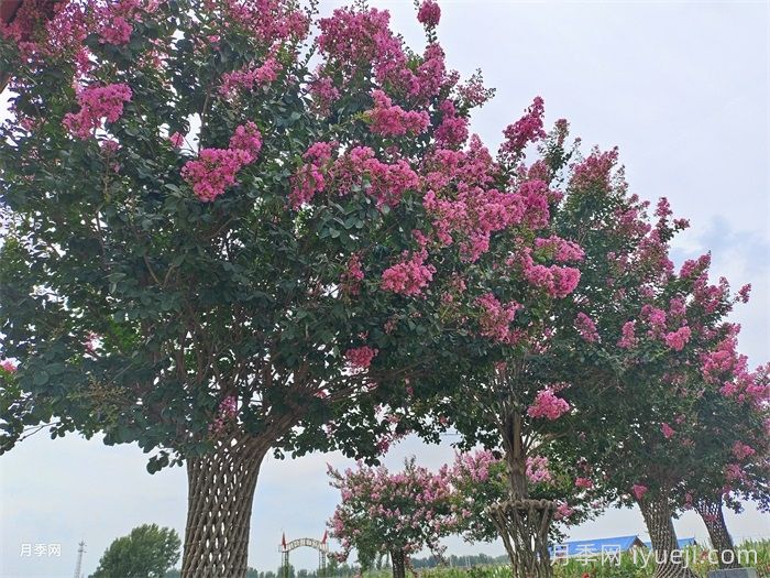 紫薇/百日红(图3)