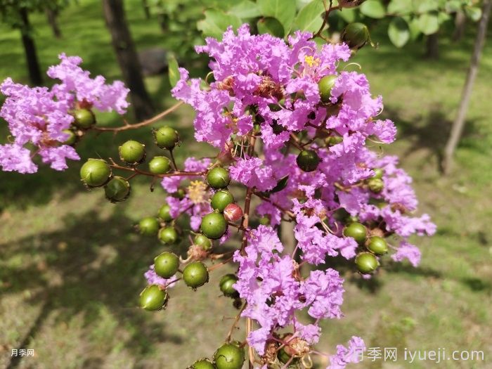 紫薇/百日红(图5)
