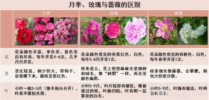 月季科普：月季名称、月季分类和花型香气(图1)
